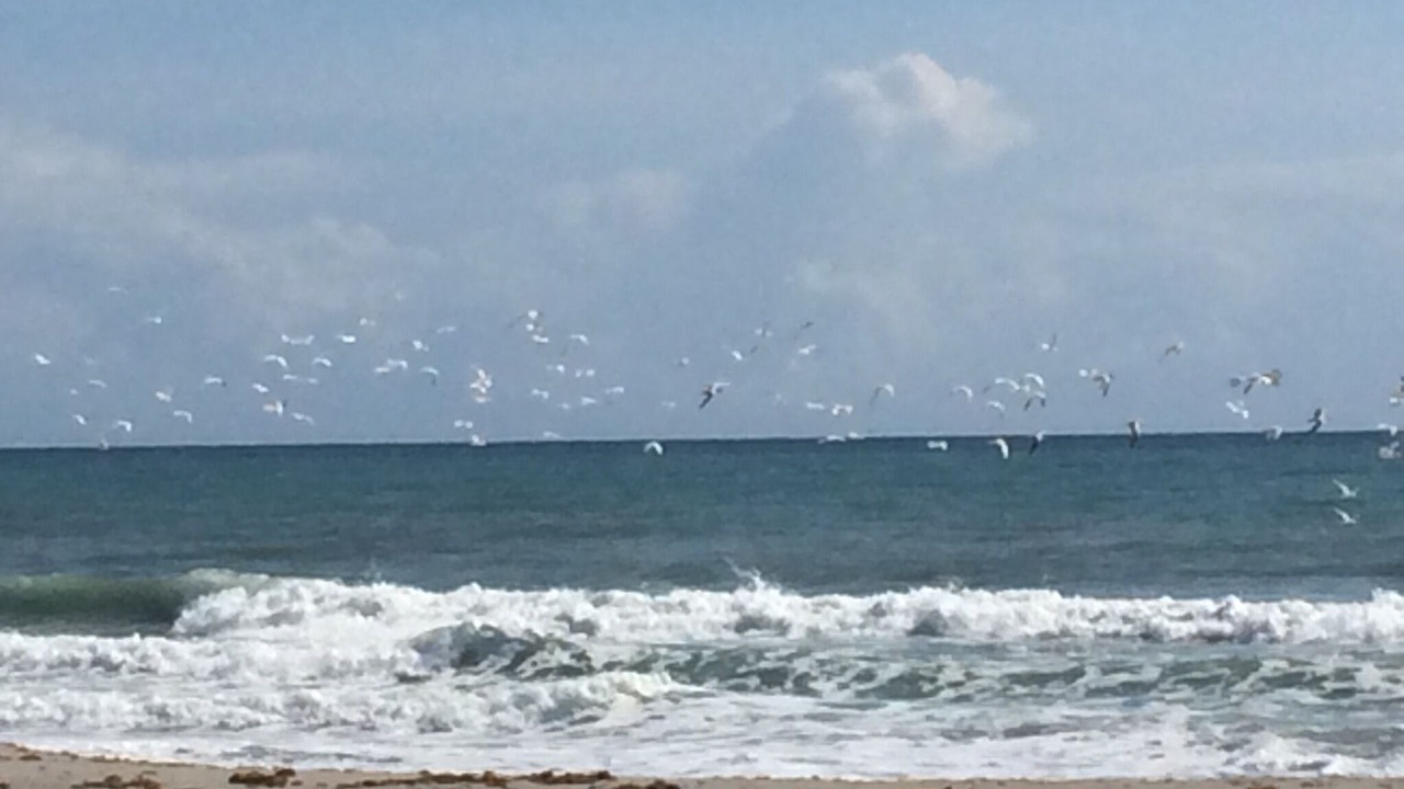 Photo of Others in Indialantic By The Sea