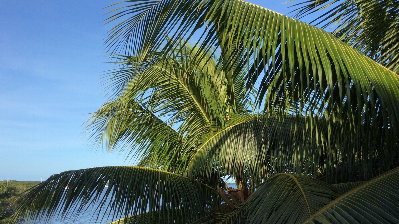 Photo of Others in Islamorada