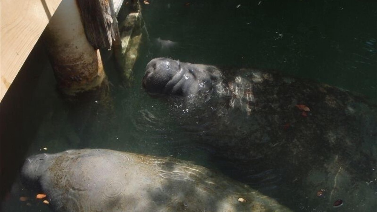 Photo of Others in Islamorada