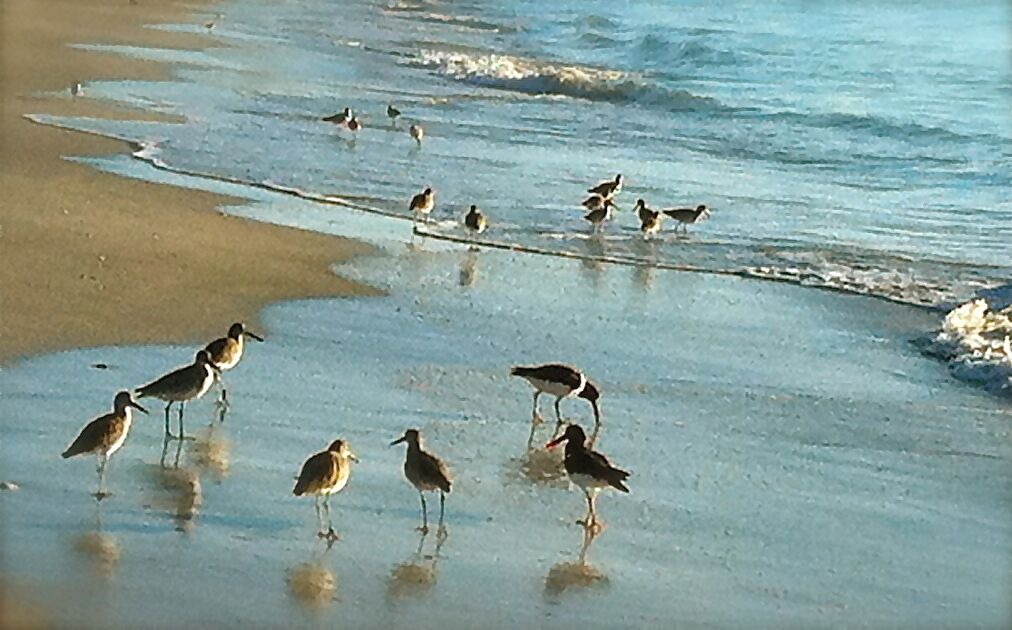 Photo of Others in Bradenton Beach