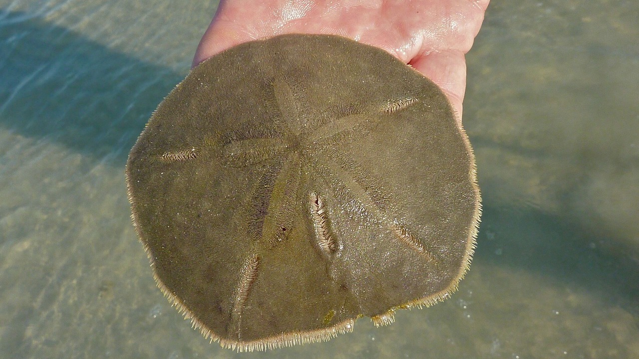 Photo of Others in Sanibel