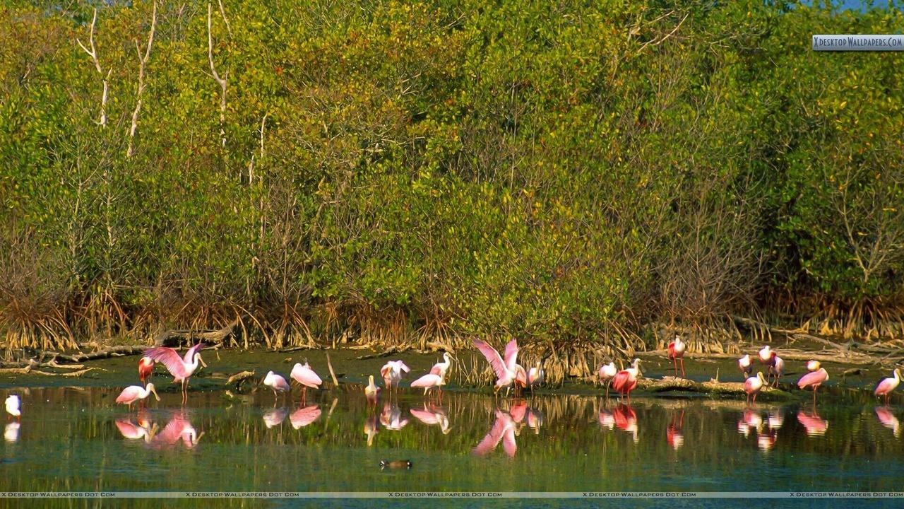Photo of Others in Sanibel