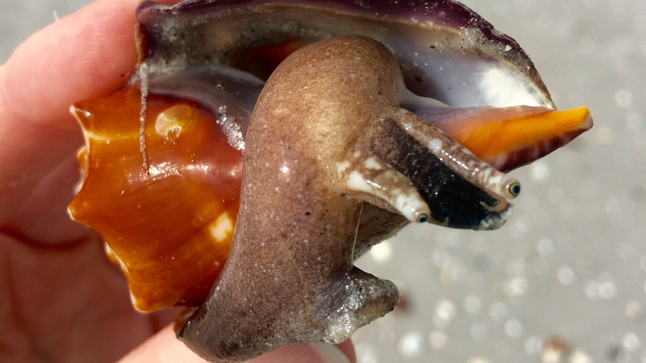 Photo of Others in Sanibel