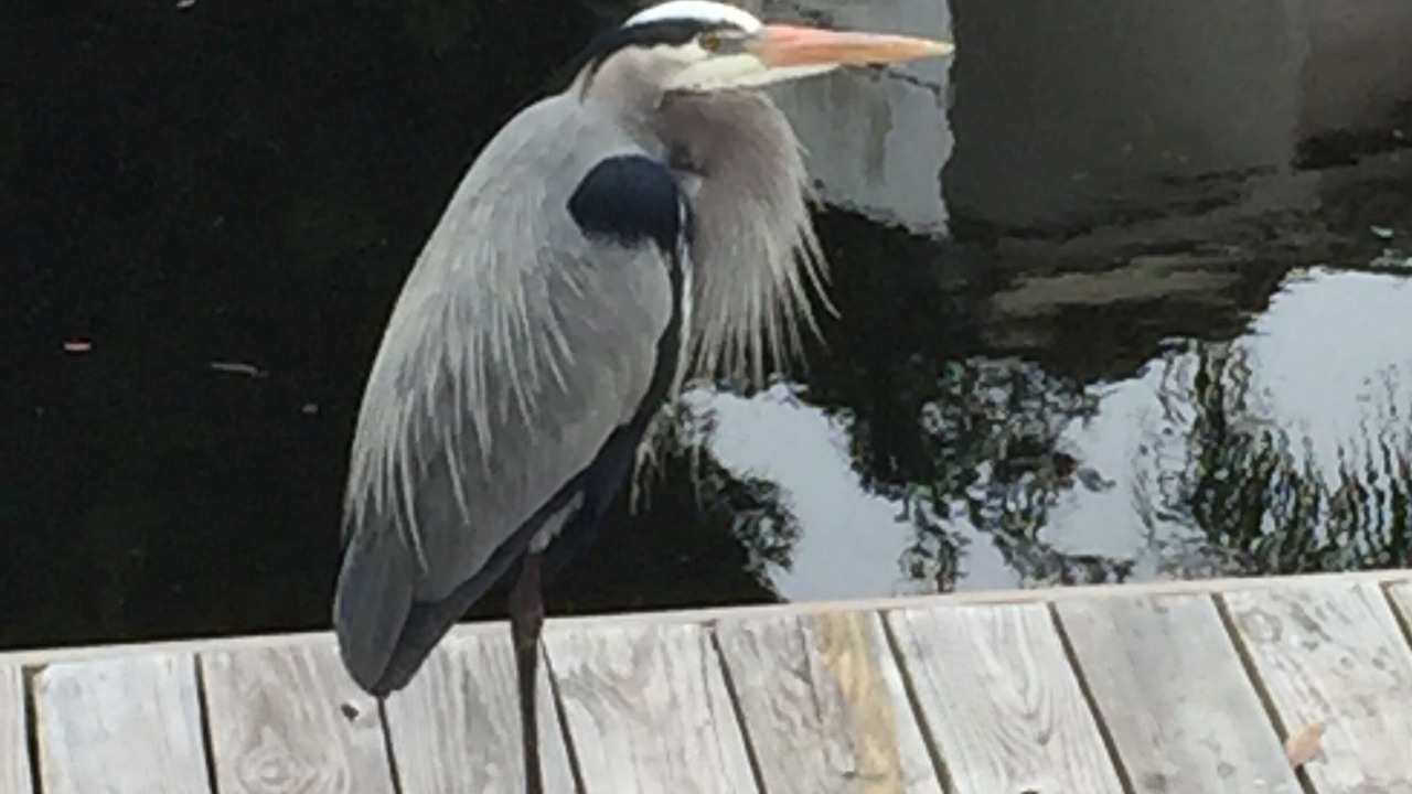 Photo of Outdoor in Orlando