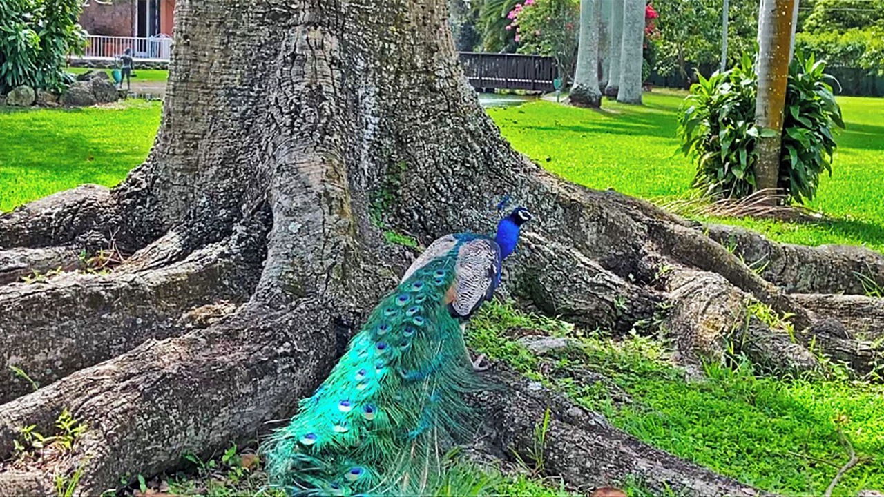 Photo of Outdoor in Homestead