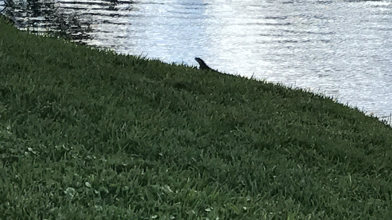Photo of Others in Survey Creek