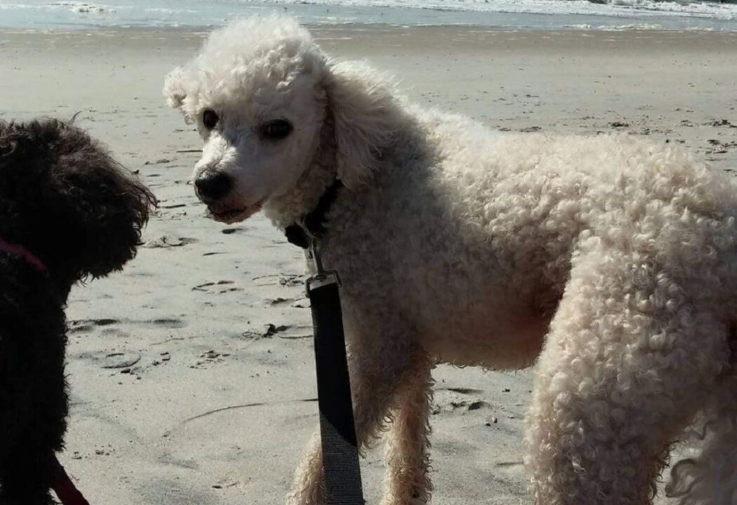 Photo of Others in Fernandina Beach