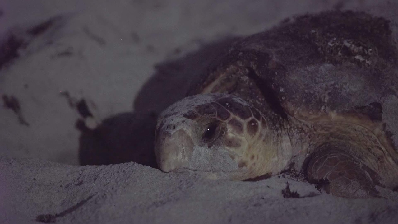 Photo of Others in Indialantic By The Sea