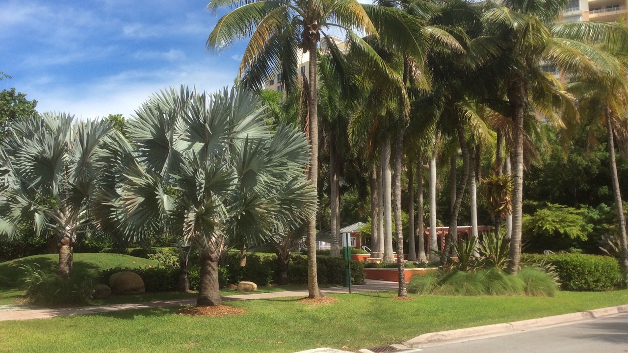 Photo of Outdoor in Key Biscayne