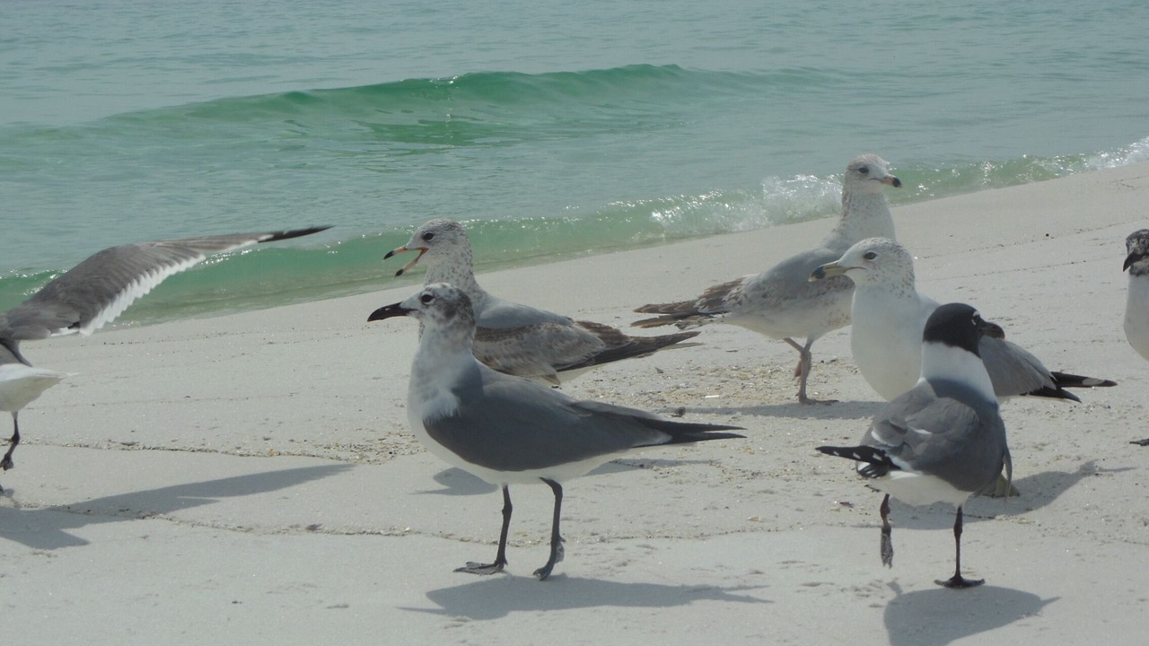 Photo of Others in Pensacola Beach
