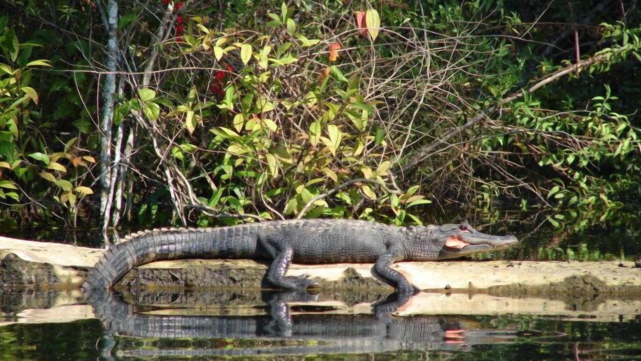 Photo of Outdoor in Tallahassee