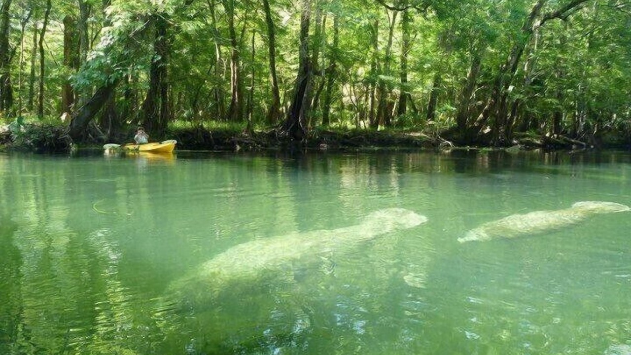 Photo of Others in Tallahassee