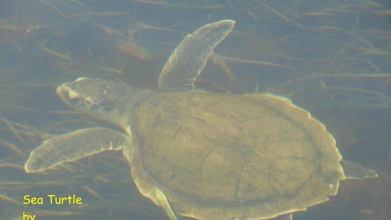 Photo of Others in Tallahassee