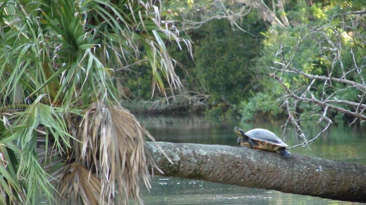Photo of Outdoor in Tallahassee