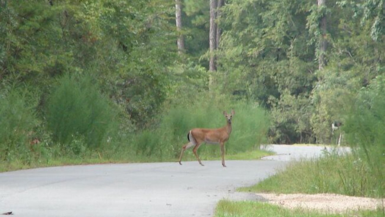 Photo of Others in Tallahassee