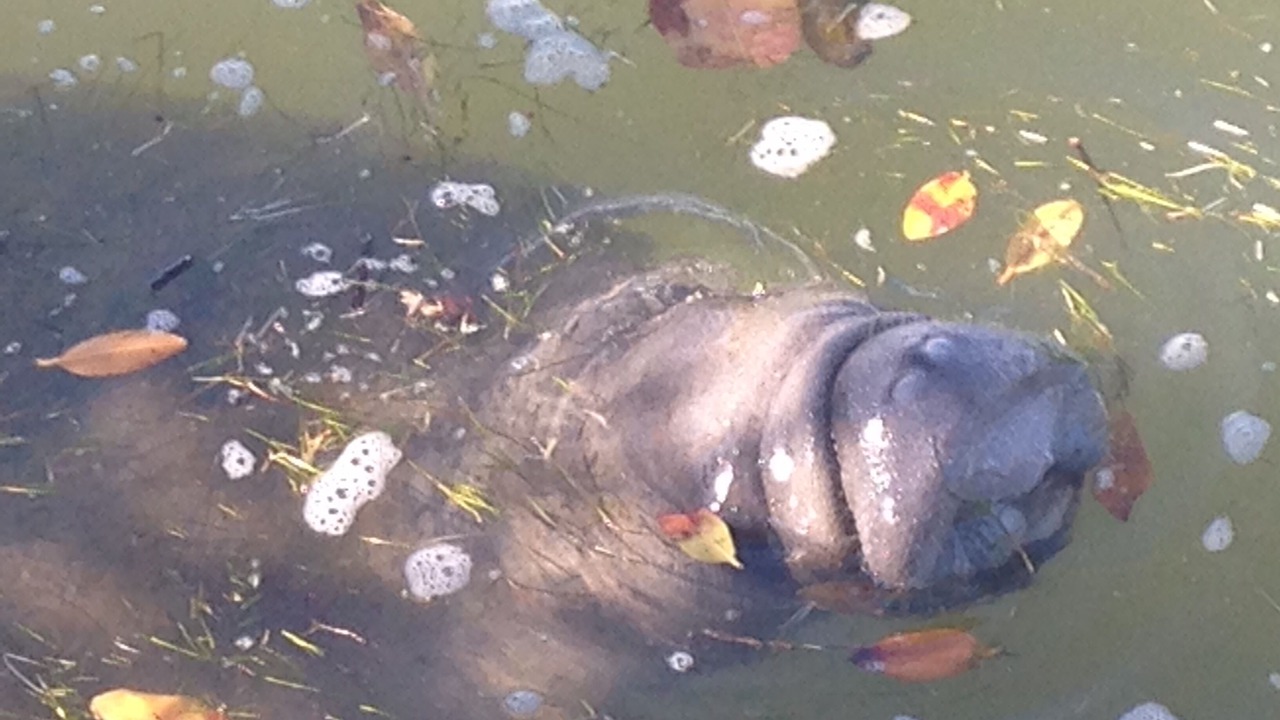Photo of Others in Winslow Reserve