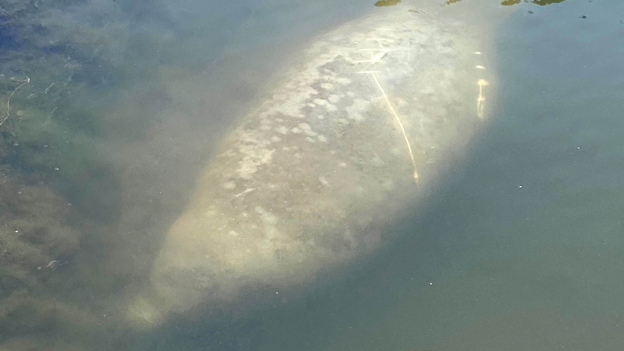 Photo of Others in Indian Waters