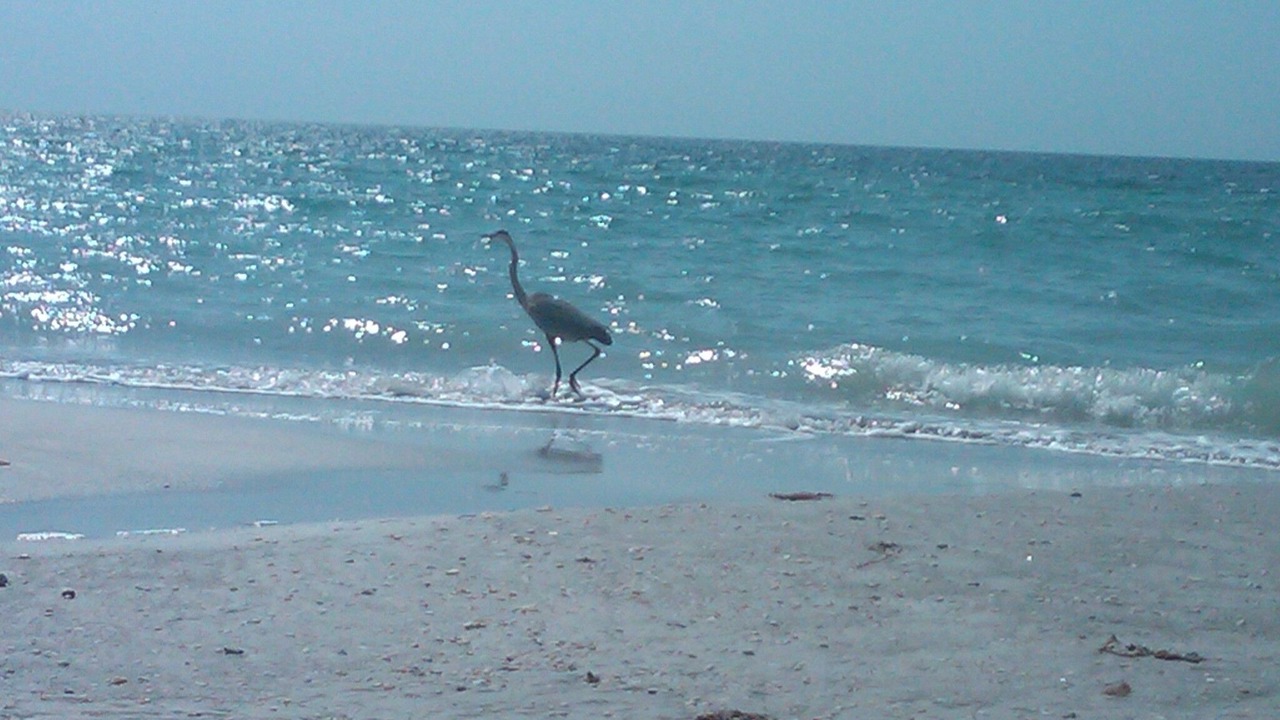 Photo of Others in Belleair Beach