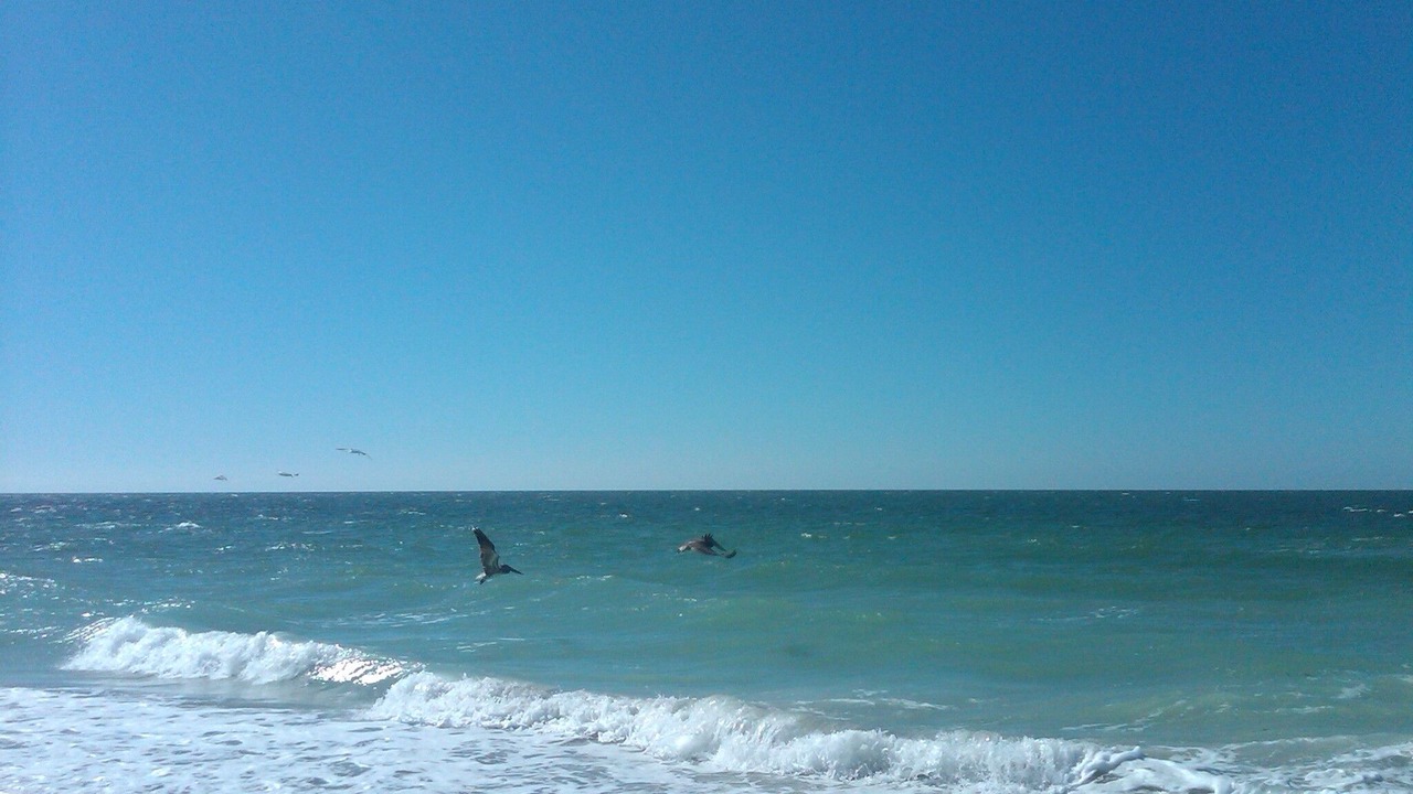 Photo of Others in Belleair Beach