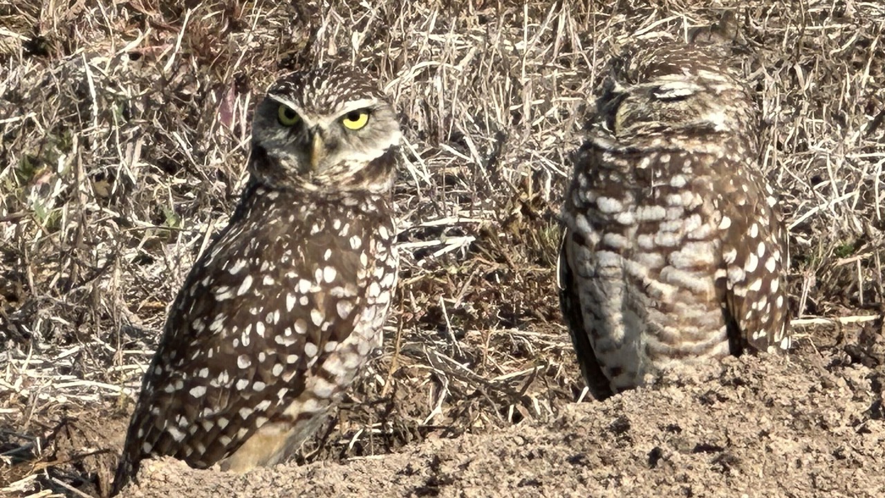 Photo of Others in Marco Island