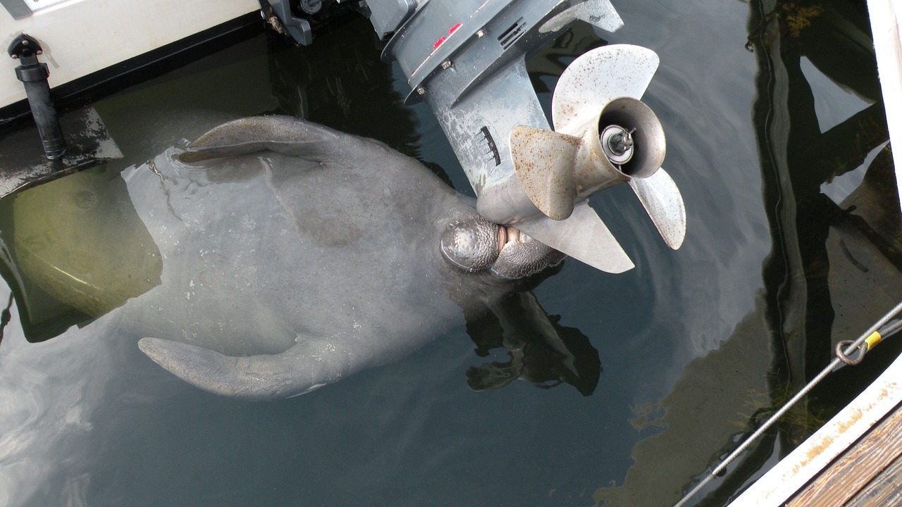 Photo of Others in Long Key