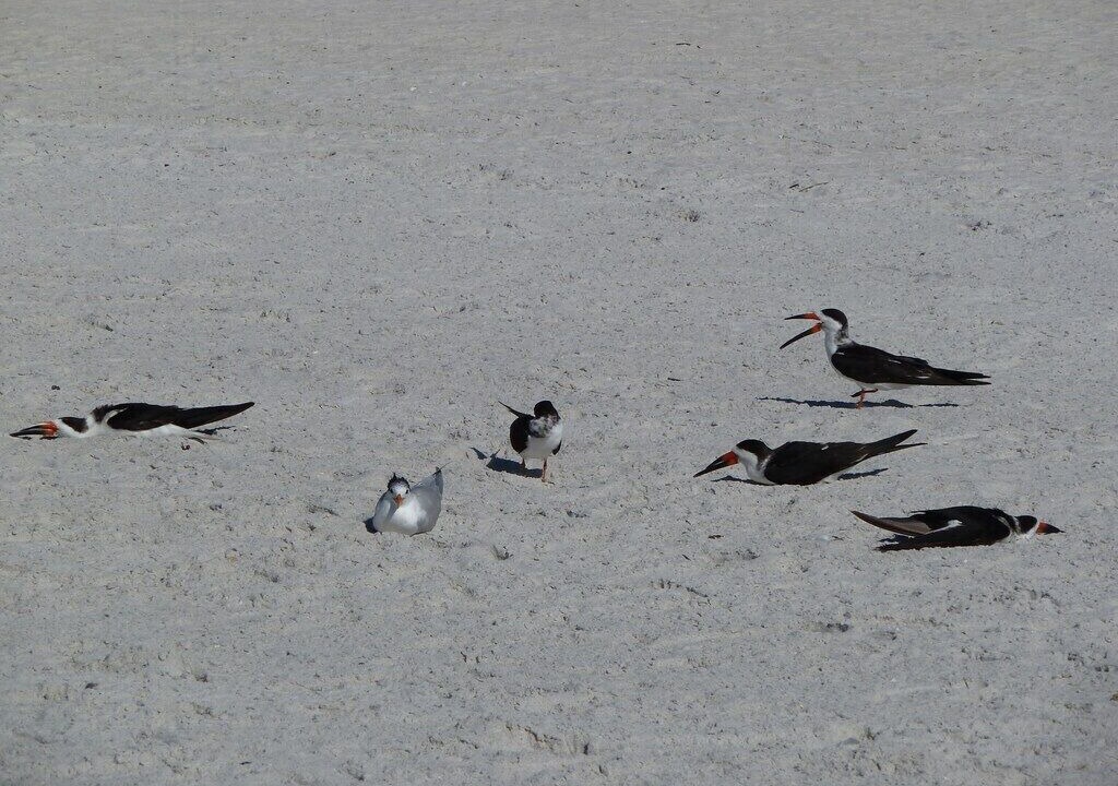 Photo of Others in Madeira Beach