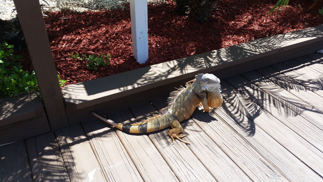Photo of Others in Tavernier