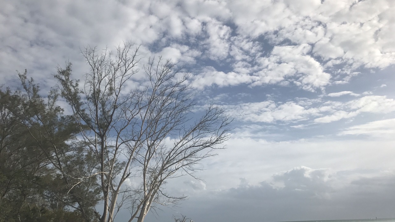 Photo of Others in Palm Island