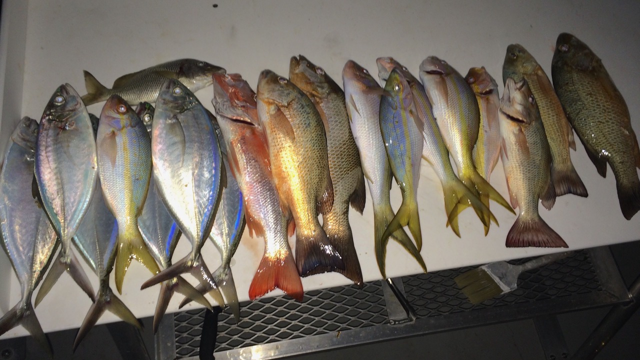 Photo of Others in Cudjoe Key