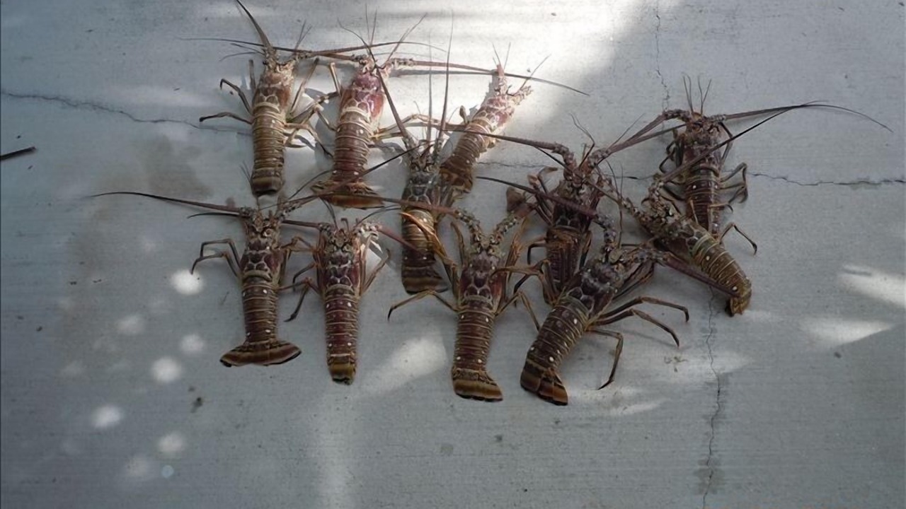 Photo of Others in Key Colony Beach