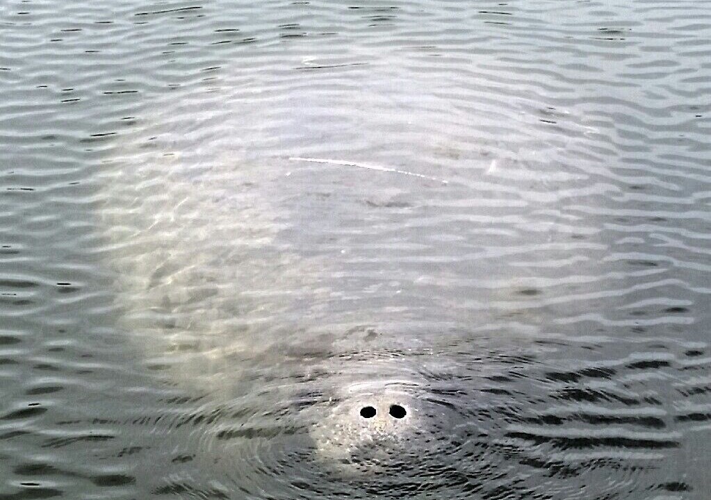 Photo of Outdoor in Crystal River