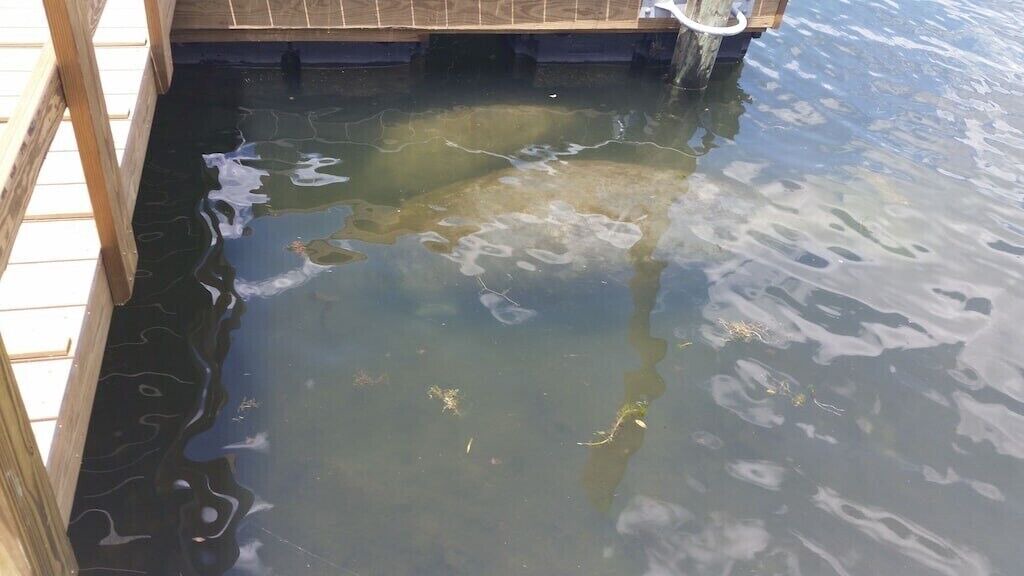 Photo of Outdoor in Crystal River