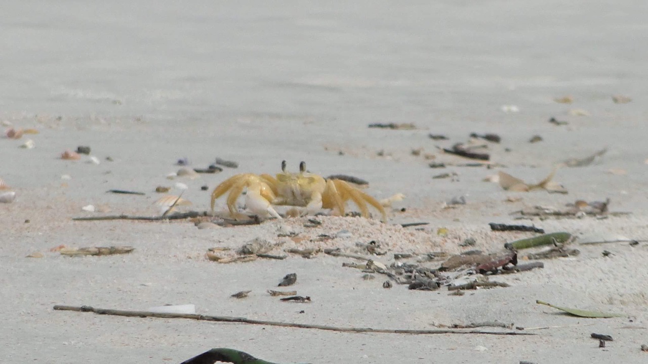 Photo of Others in Ormond-by-the-Sea