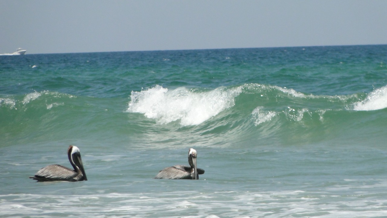 Photo of Others in Ormond-by-the-Sea