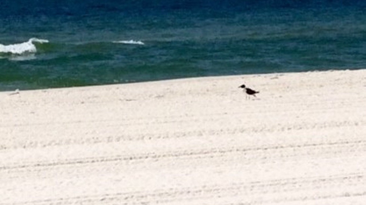 Photo of Others in Orange Beach East