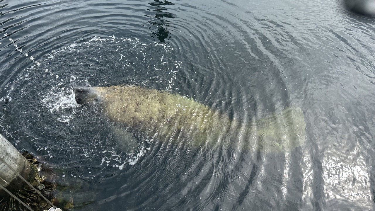 Photo of Others in Islamorada
