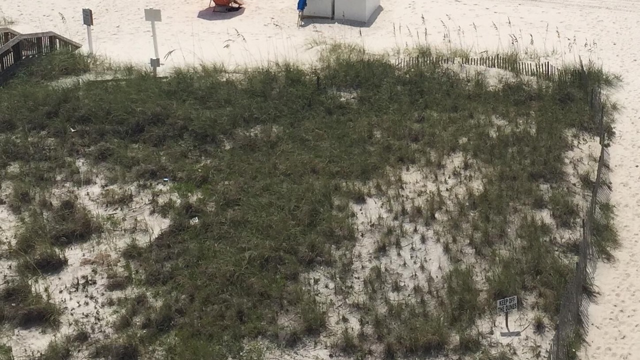 Photo of Others in Gulf Shores