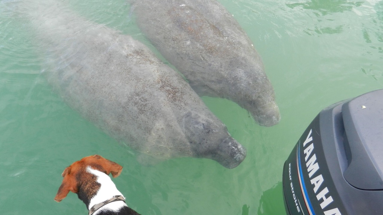 Photo of Others in Key Biscayne