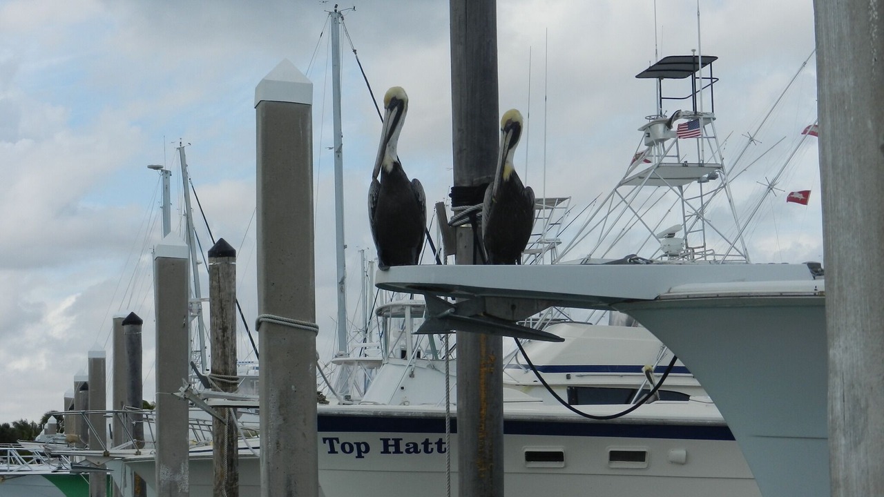 Photo of Others in Key Biscayne