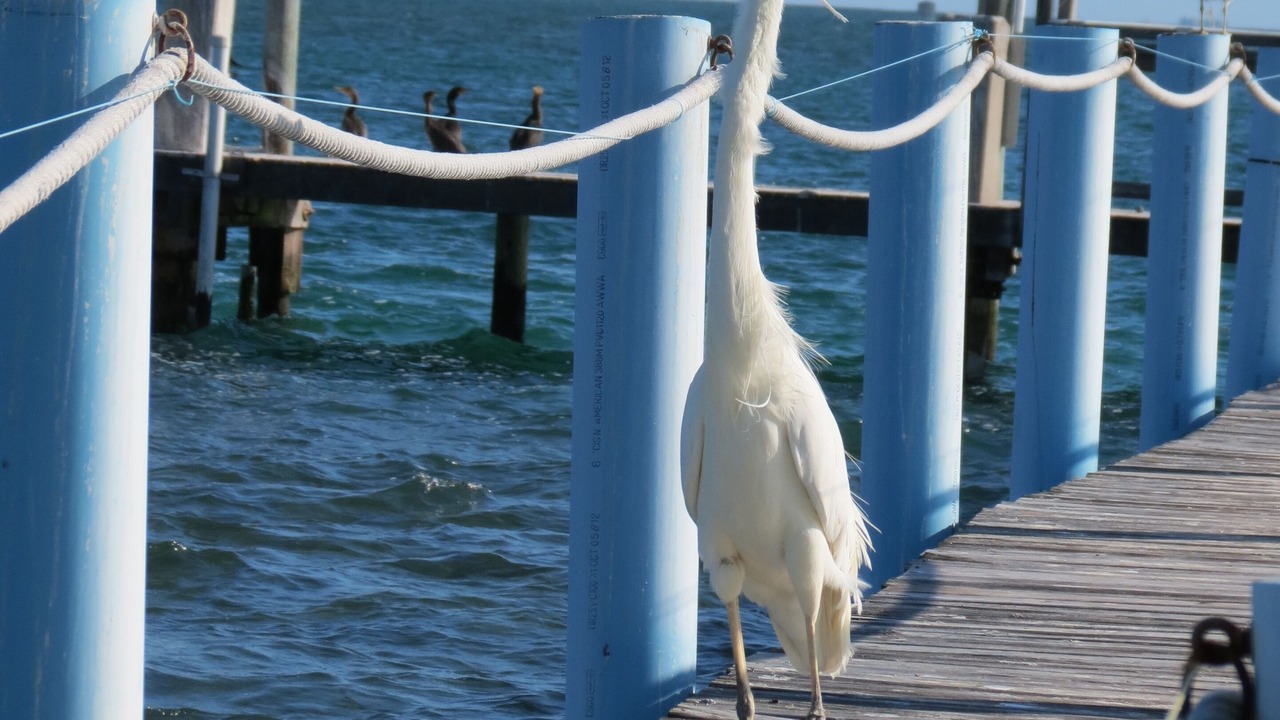 Photo of Others in Key Biscayne