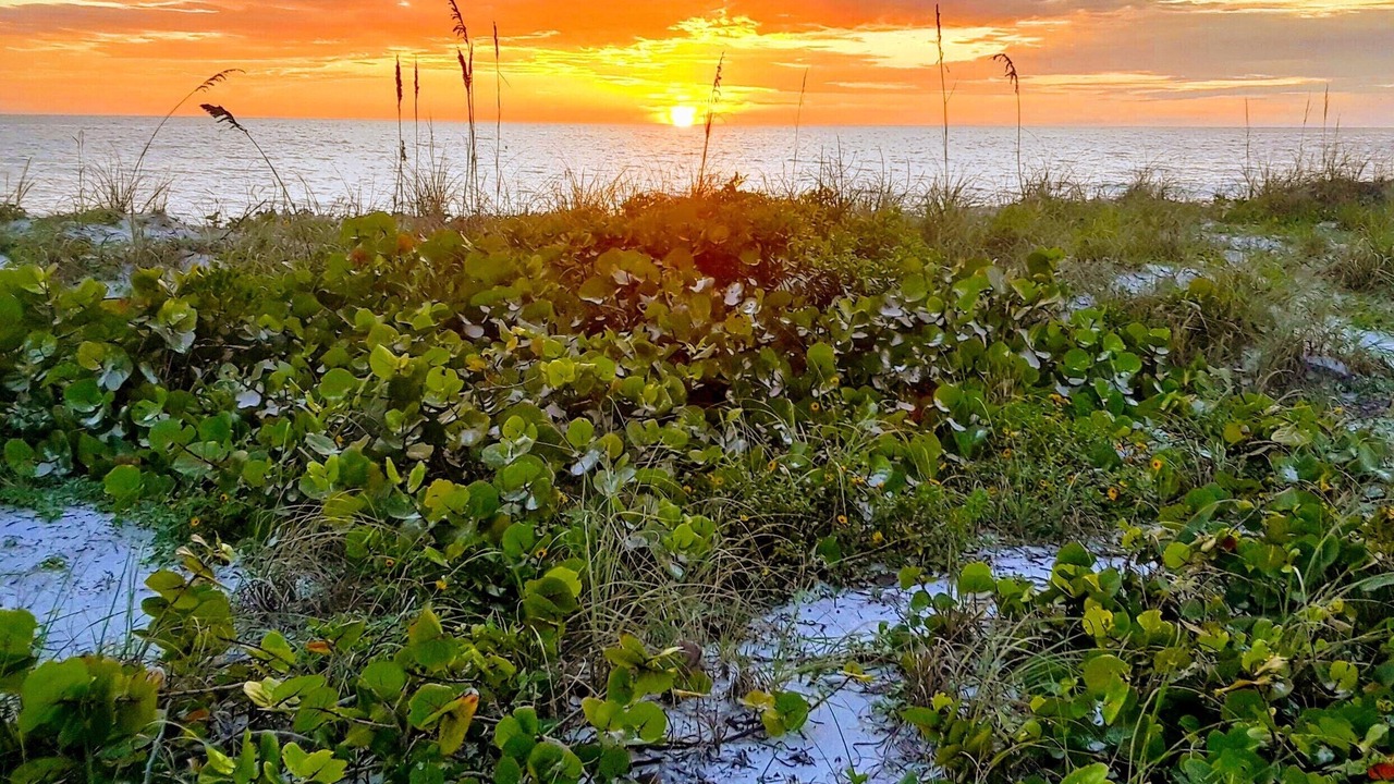 Photo of Outdoor in Belleair Beach