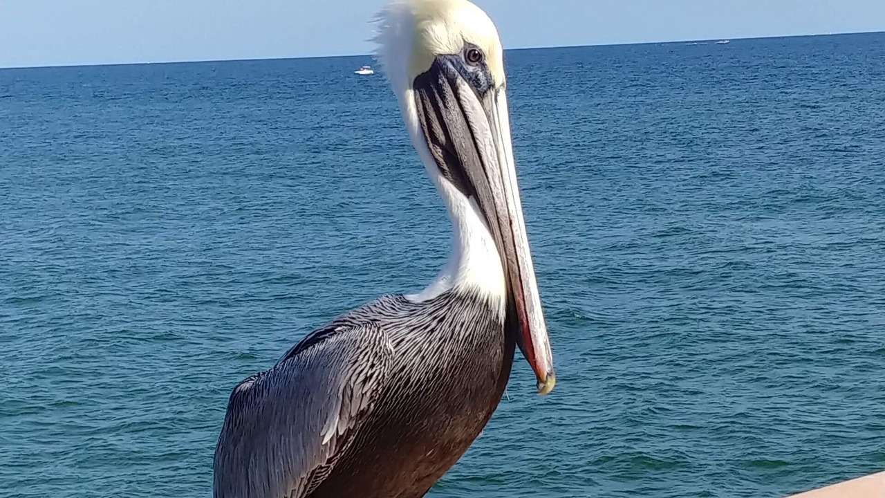Photo of Others in Jupiter