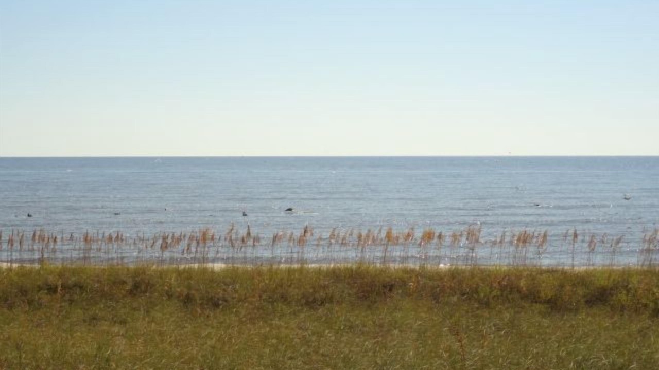 Photo of Others in Alligator Point