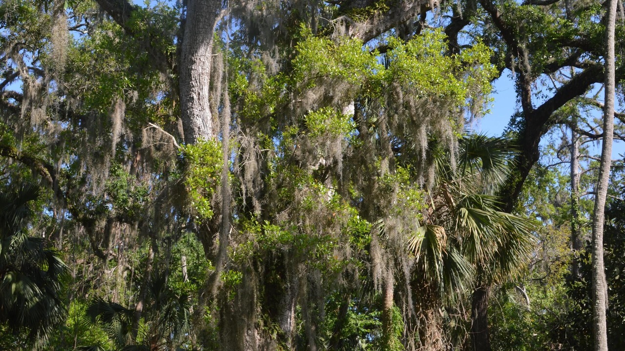 Photo of Outdoor in Ponte Vedra Beach