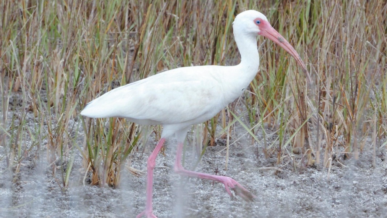 Photo of Others in Crawfordville