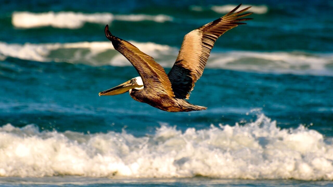 Photo of Others in New Smyrna Beach