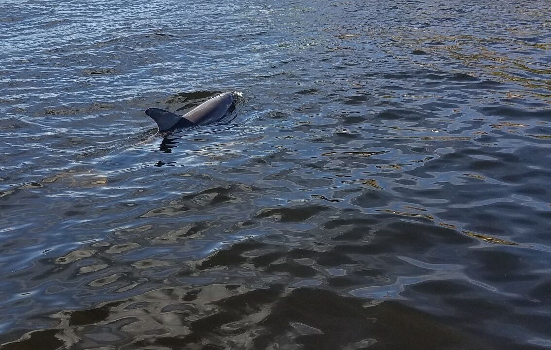 Photo of Others in Caloosahatchee