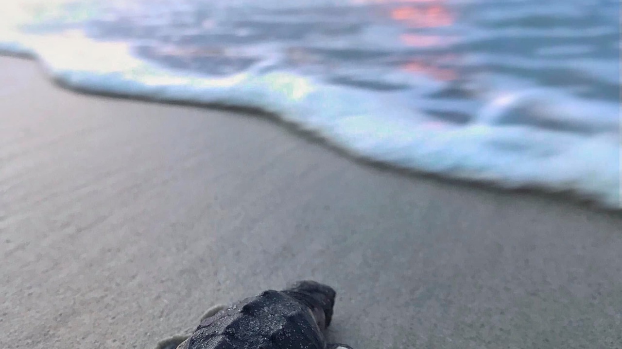 Photo of Others in Ocean Woods