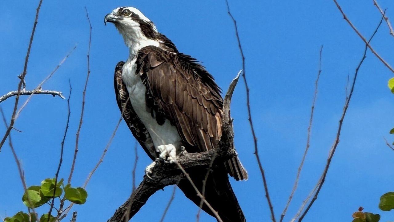 Photo of Others in Mid Island