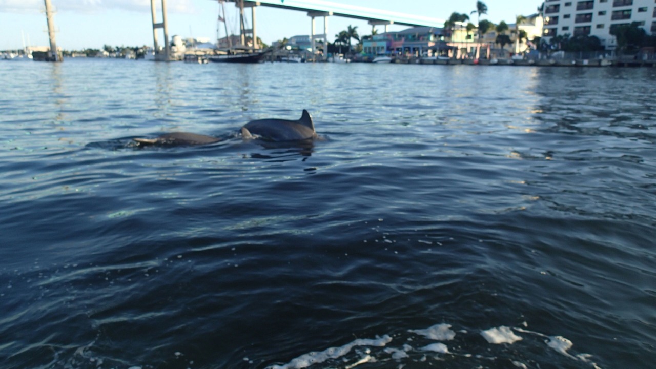 Photo of Others in Mid Island